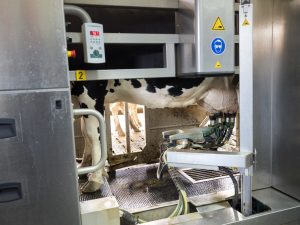 black and white holstein cow stands in milking robot on dairy farm