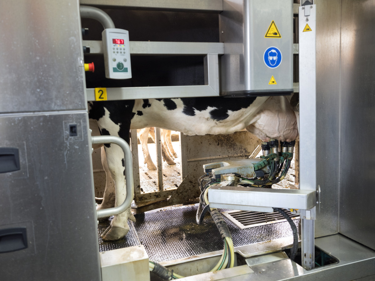 Stainless Steel Belts for Automated Dairy Farm Robotics Application